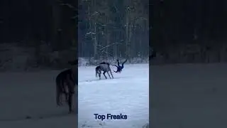 Fails of the day!#fails #weakened #viral #failsvideo #shorts #failsday #vibe #TopFreaks #funny