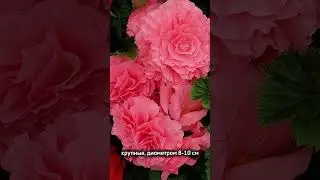 Эта серия бегонии идеально подойдет для кашпо и контейнеров!