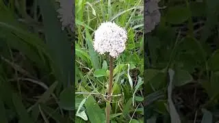 Валериана клубненосная / Valerian tuberous