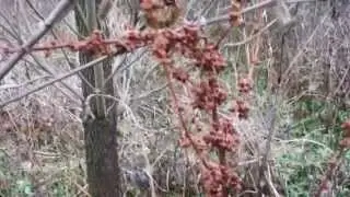 О щавеле, Гречишные, родственник гречки
