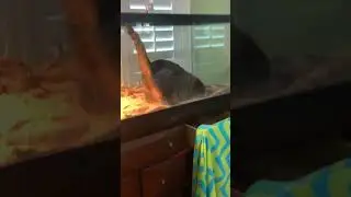 Hilarious Cat Crashes Bearded Dragons Tank!