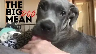 Big dog, bad rep..but he&rsquo;s really just a big goofy, cuddle giant🐾🦍