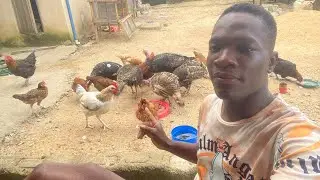 How i run a little poultry / turkey farm with very little cost of feeding and I get good returns 🥳