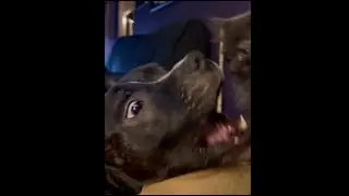 Pitbull vs Ninjakitty. Ninjakitty wins again! Funny cat and dog