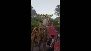 Elephant Rental for Wedding Baraat