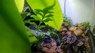 Time Lapse Dendrobates Tinctorious 