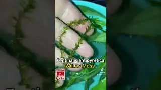 Fontinalis antipyretica (Willow Moss)