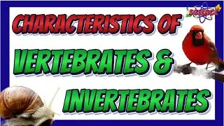 Characteristics of Vertebrates and  Invertebrates | Science 6 Quarter 2