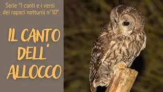 IL CANTO DELL'ALLOCCO Serie  I canti e i versi dei rapaci notturni n&deg;10