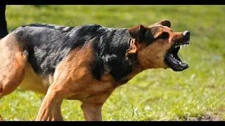 Dog Bite Prevention