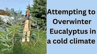 Trying to OverWinter Eucalyptus in Cold Winter Areas