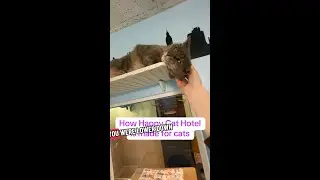 Cat hotels aren't made for short people