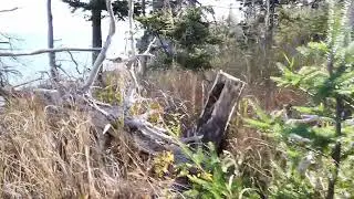 Medieval Forest Ghosts Dance, Lute Fantasy   & View from Maine