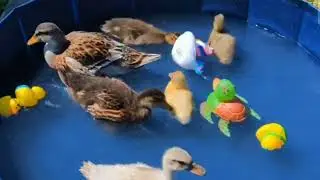 World animal best moments / animal kingdom,360