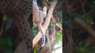 By Seeing Hyena Leopard  cubs worried and climbing tree