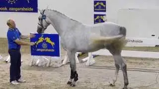 Cancellara from second Life Z (Cumano x Charmant X ) approved stallion Studbook Zangersheide.