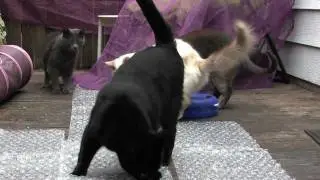 Cats VS Bubble Wrap - Furball Fables