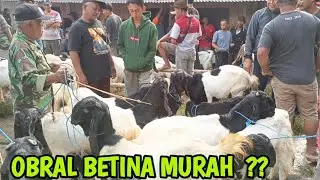 Mulai 800 Ribu'an! UPDATE HARGA KAMBING TERBARU DI PASAR DONGKO TRENGGALEK JATIM @HargaTernak 