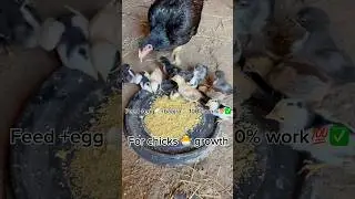 Best diet for aseelchicks growth 🐣😱😱💯#aseelmurga#birds #chicken#youtubefeed#youtubeshorts#india