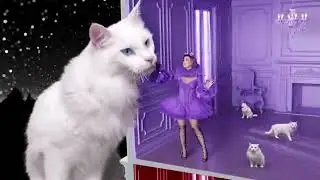 Katy Kat collection Katy Perry tiny