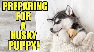 How To Prepare For Bringing Home A Siberian Husky Puppy - (5 THINGS YOU MUST KNOW!)