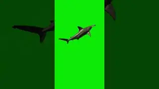 Graphic Shark Move!🦈 #shorts