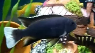 Аки белохвостый  (Pseudotropheus acei Ngara)