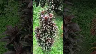 #cordyline fruticosa plant #Ti plant #Red dreceana