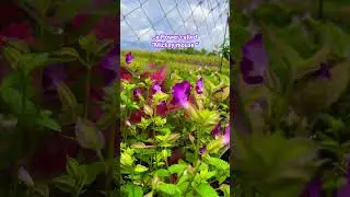 Mickey Mouse flower 🌸 #philippines #cebu #farming #music #rock #nostalgia #80smusic #dj #shorts