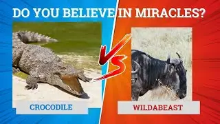 A Safari MIRACLE! Check out this AMAZING battle we witnessed on safari in AFRICA