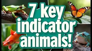 7 Animals That Serve as Environmental Indicators #EnvironmentalIndicators #Wildlife #Biodiversity