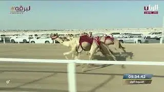 ش1 لبصير لـ هجن الشحانية - مهرجان سمو الأمير المفدى 16-3-2023م الخنجر الذهبي زمول عمانيات 12:33:08