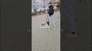 Educar no es evitarle el mundo a tu perro&hellip;es ense&ntilde;arle a estar en &eacute;l