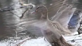 duck | W8 &bull; 4ME [1.4.19]
