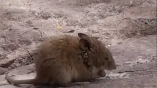 Animales del Norte de Chile