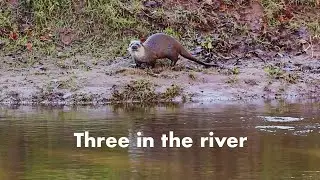 Otter family of three observed by Jeff
