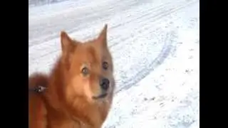 Finsk 