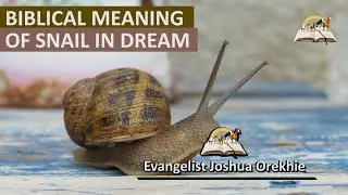 Biblical Meaning of SNAIL in Dream - Fact About Snails Dream Interpretation