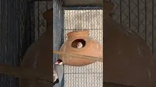 GREY AND WHITE JAVA SPARROW NESTING BREEDING HATCHING