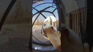 GOAT EATS THROUGH SCREEN DOOR TO ACCESS HOUSE#lyrics #letra #lyricvideo #shorts