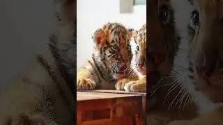 Protecting Her: Adorable Tigers in the Wild #AmurTiger #CuteCubs #WildlifeConservation