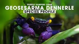 🦀 GEOSESARMA DENNERLE SPECIES PROFILE (PURPLE VAMPIRE CRABS)