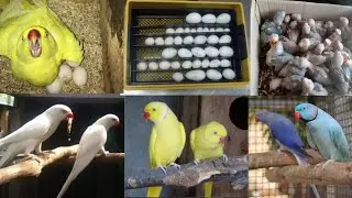 White ringneck parrot, Raw parrot