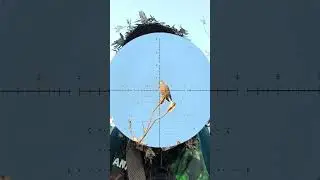 Red Collard Dove 42 meters #trending #hunting #birdhunter #viral #pestcontrol #birds