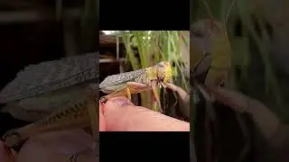 Catching insects in the garden  got Mantis Caterpillars Larva WhiteTadpoles Betta fish 060