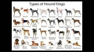 THE OREBA DOG REGISTRY REGISTERED ALL TYPE OF HOUND DOGS. Http://www.OREBAREGISTRY.com