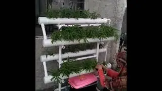 Viant Panen Bayam Hydroponic1