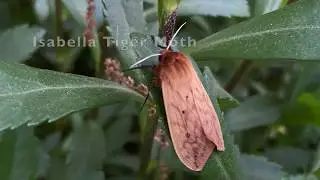 Life Cycle of an Isabella Tiger Moth