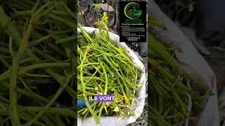 pour tout besoin de greffons, greffage Jedycam vous ouvre ses portes #agriculture #plants #afrique