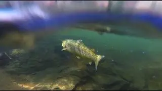 Magnolia Fly Fishers Spring Arkansas Trip